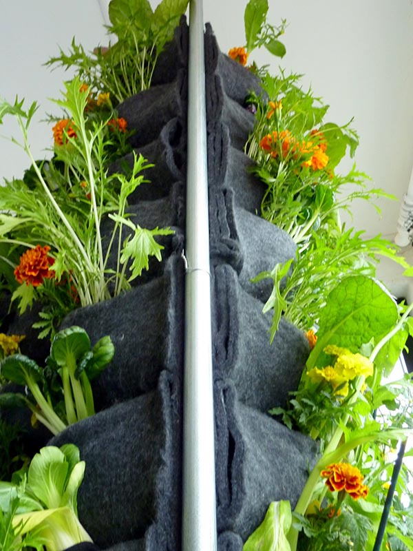 4 mô hình trồng rau tại nhà thông minh ai cũng làm được