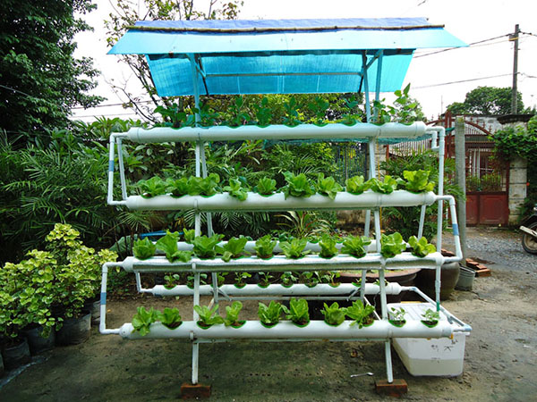 4 mô hình trồng rau tại nhà thông minh ai cũng làm được