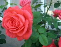 Hướng dẫn cách trồng hoa hồng bằng hạt tại nhà