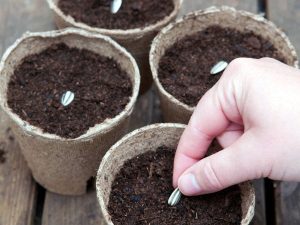 Cách trồng hoa hướng dương bằng hạt tại nhà