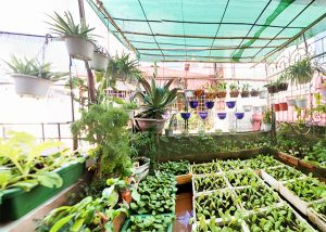 Khu vườn ngập tràn rau xanh trên sân thượng ở Hà Nội