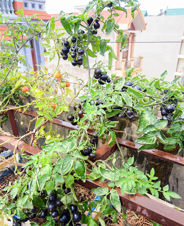 Ngắm khu vườn có 15 giống cà chua sai trĩu quả trên sân thượng