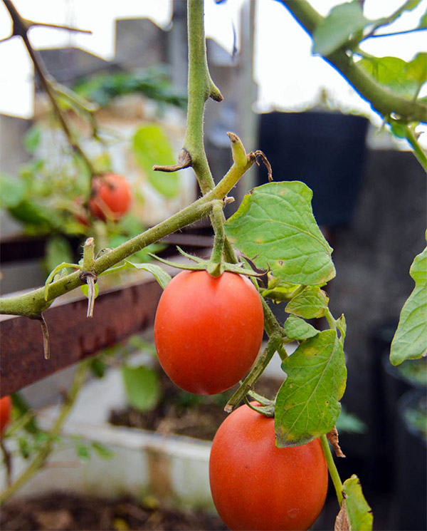 Ngắm khu vườn có 15 giống cà chua sai trĩu quả trên sân thượng