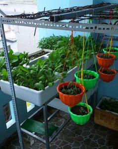 Vườn rau chỉ 8m² có tới 40 thùng rau các loại ở Sài Gòn