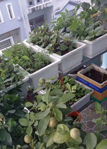Vườn rau chỉ 8m² có tới 40 thùng rau các loại ở Sài Gòn