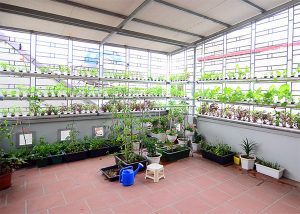 Vườn rau thủy canh trên sân thượng của cô nàng công sở tại Hà Nội