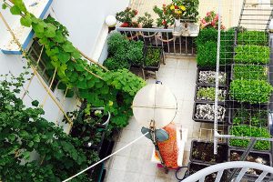 Vườn rau xanh mát trên sân thượng của nàng dâu 9x Sài Thành