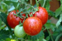 Hướng dẫn cách trồng cà chua bằng hạt tại nhà