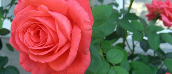 Hướng dẫn cách trồng hoa hồng bằng hạt tại nhà