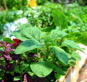 Hướng dẫn cách trồng rau dền sạch đơn giản tại nhà