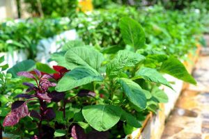 Hướng dẫn cách trồng rau dền sạch đơn giản tại nhà