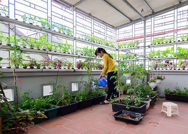 Vườn rau thủy canh trên sân thượng của cô nàng công sở tại Hà Nội