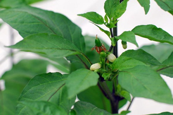 Hướng dẫn chi tiết cách trồng ớt bằng hạt tại nhà